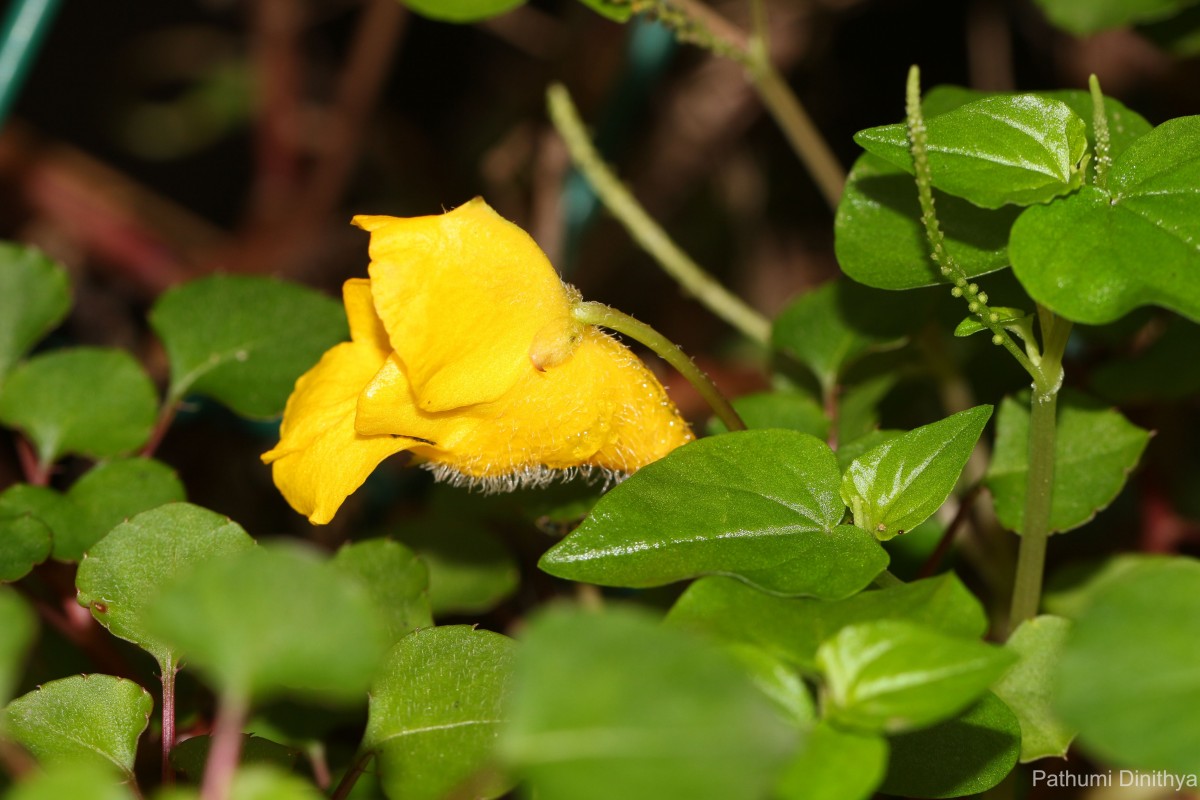 Impatiens repens Moon ex Wight